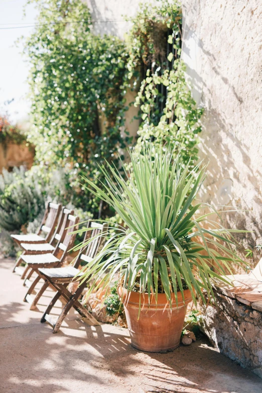 a row of wooden chairs sitting next to a wall, lush verdant plants, southern european scenery, on location, pot