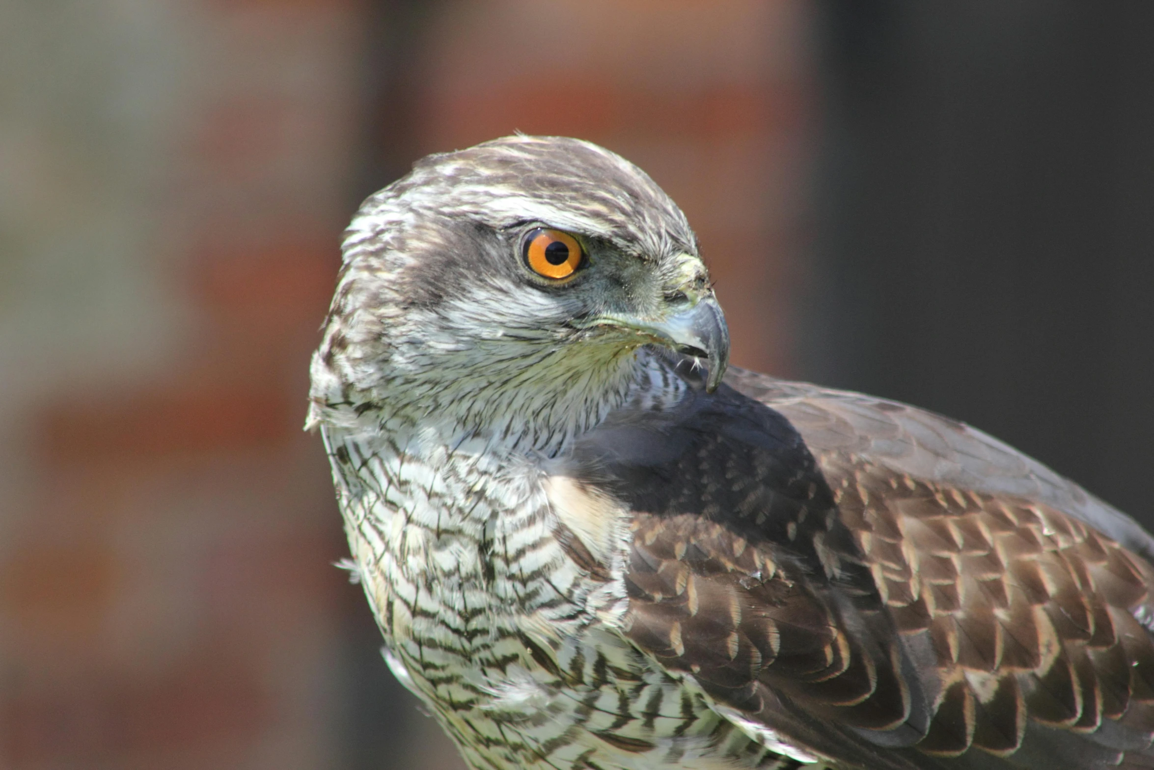 a close up of a bird of prey, pexels contest winner, hurufiyya, gray mottled skin, looking smart, today\'s featured photograph 4k, brown