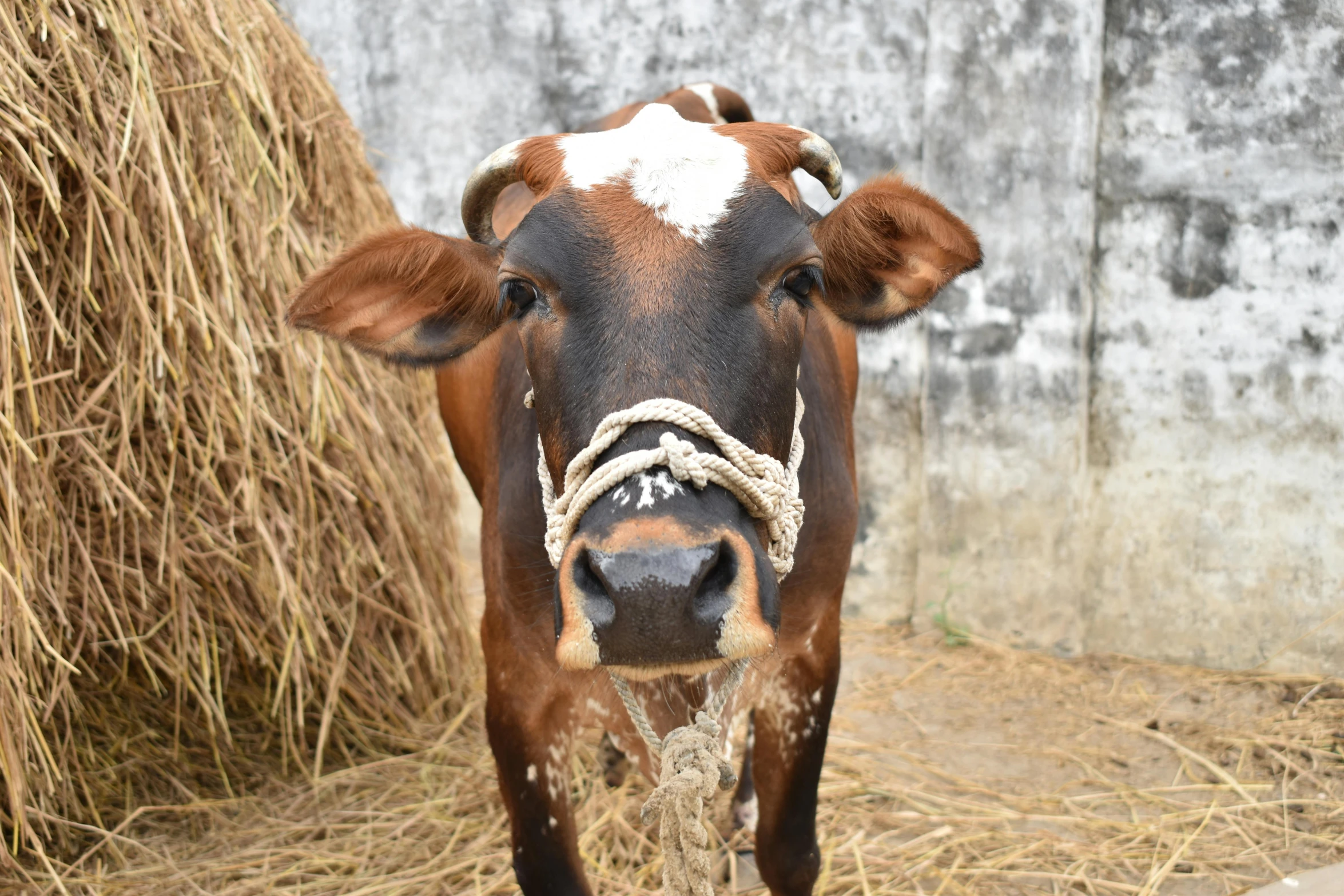 a brown and white cow standing next to a pile of hay, a picture, unsplash, square nose, sri lanka, portrait image