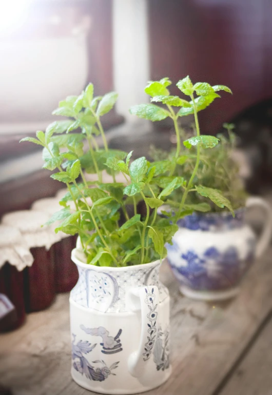 a potted plant sitting on top of a wooden table, peppermint motif, teapots, full product shot, basil