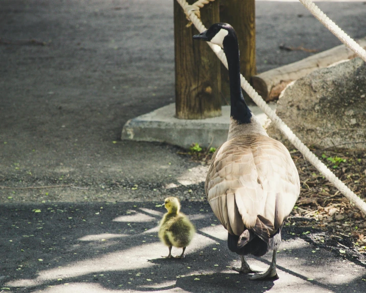 a duck walking next to a baby duck on a sidewalk, by Elsa Bleda, pexels contest winner, a cosmic canada goose, in the zoo exhibit, perfectly shaded, cranes