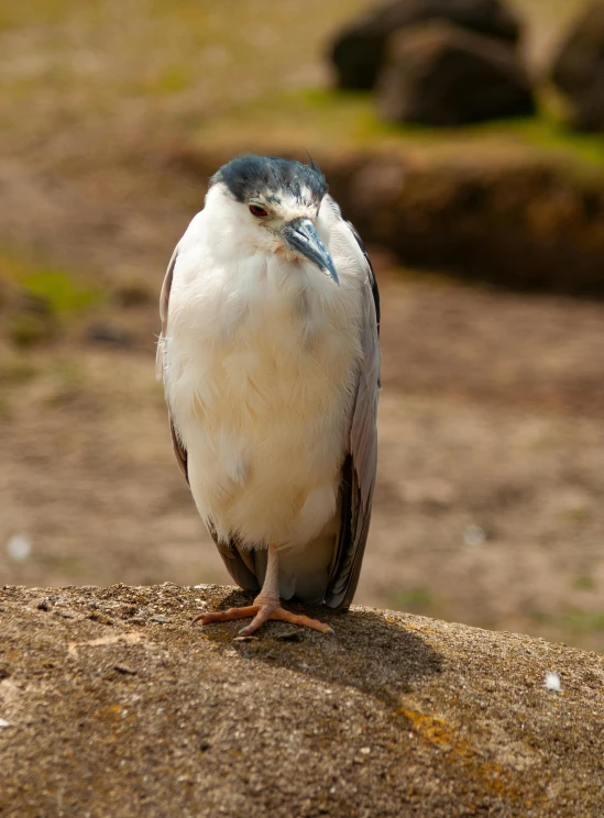 a bird that is sitting on a rock, looking at the camera