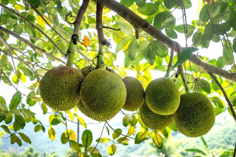 a bunch of fruit hanging from a tree, huge spines, round, lush vista, organic and intricate