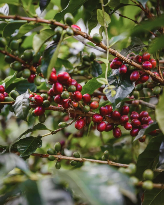 a bunch of coffee beans growing on a tree, by Emma Andijewska, green and red, lush surroundings, thumbnail, no