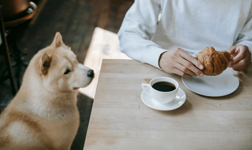 a person sitting at a table with a dog and a croissant, pexels contest winner, sōsaku hanga, drink more coffee, shiba inu dog, background image, white