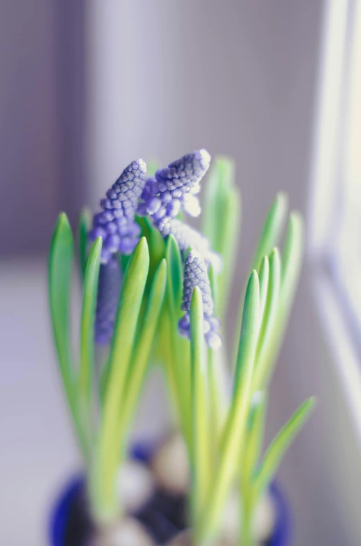 a close up of a potted plant on a window sill, grape hyacinth, multiple stories, february), comforting