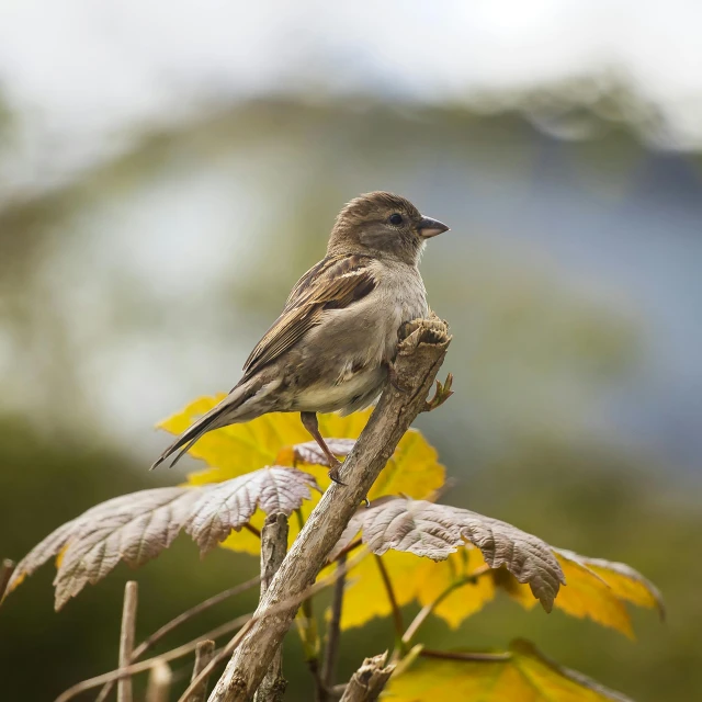 a small bird sitting on top of a tree branch, brown, national geographic quality, te pae, in the autumn