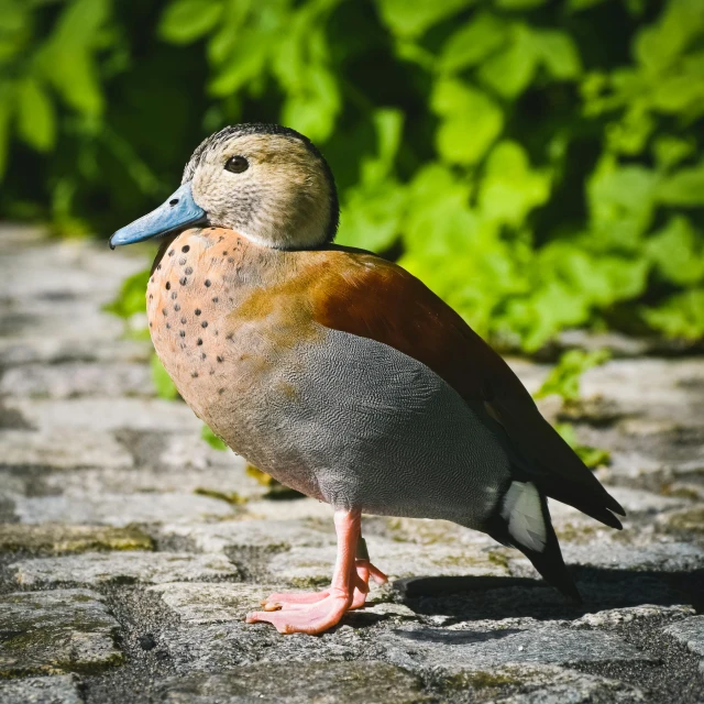 a duck that is standing on a rock, pexels contest winner, renaissance, on sidewalk, brown and cyan color scheme, spotted ultra realistic, tan