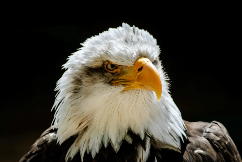 a close up of a bald eagle with a black background, pexels contest winner, photorealistic image, frowning, photo taken in 2 0 2 0, vacation photo