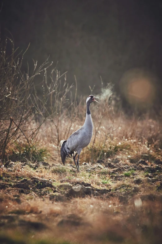 a bird that is standing in the grass, a picture, by Jan Tengnagel, pexels contest winner, crane, pokemon in the wild, alessio albi, high quality upload