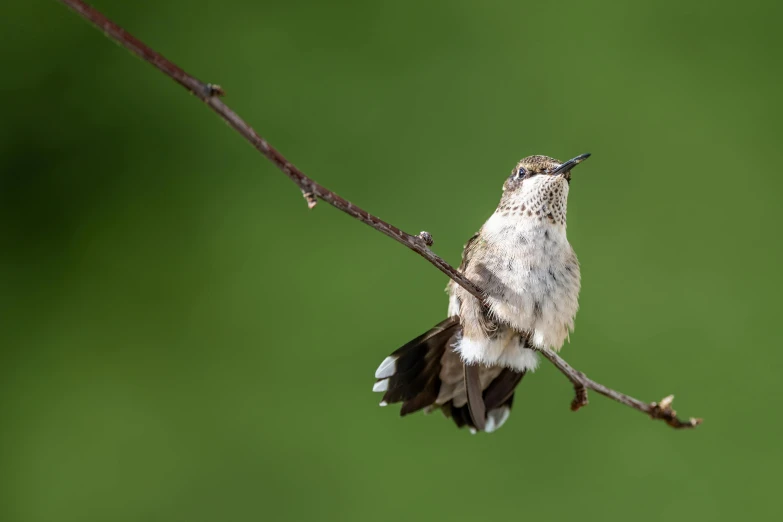 a small bird sitting on top of a tree branch, arms stretched out, hummingbird, dipstick tail, 1/400 shutterspeed