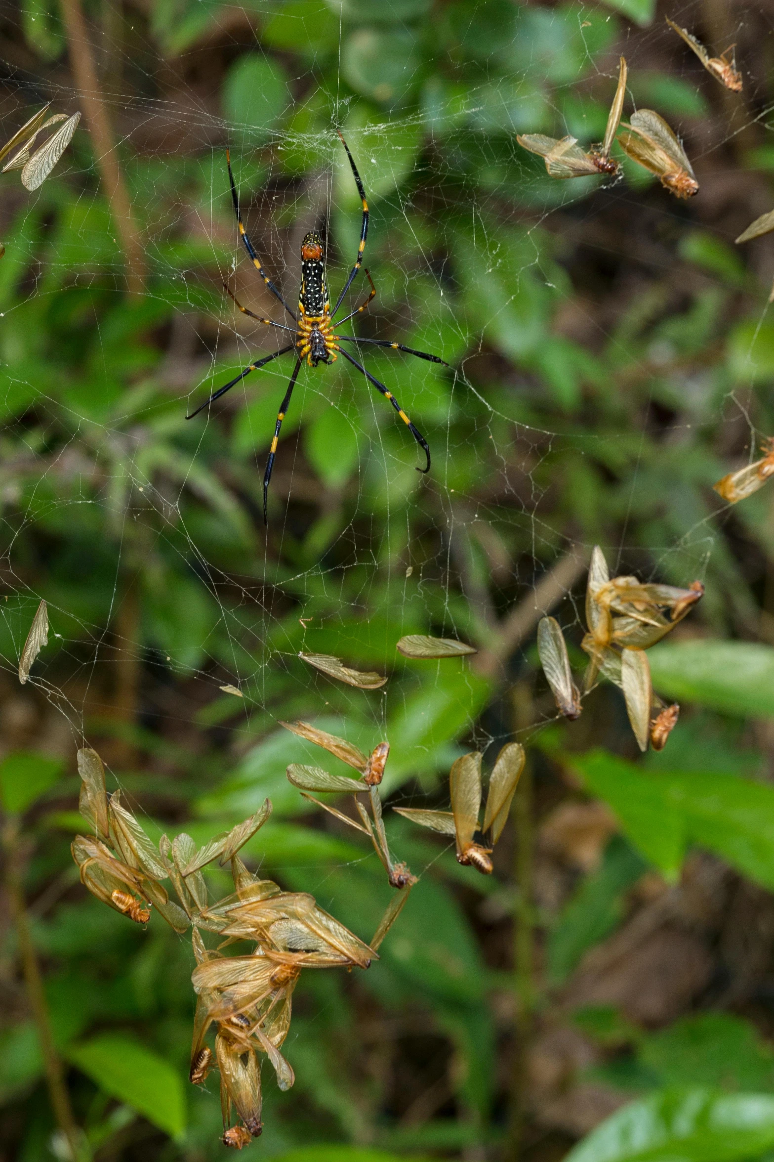a close up of a spider on a web, hurufiyya, 8 intricate golden tenticles, in a jungle environment, a tall, cotton