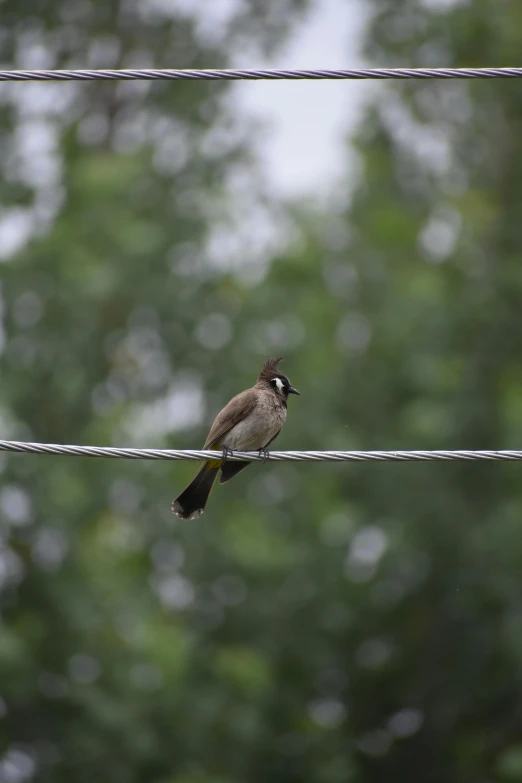 a bird sitting on a wire with trees in the background, brown, grey, a high angle shot, shot with sony alpha