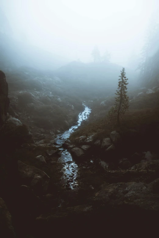 a stream running through a foggy forest filled with trees, inspired by Elsa Bleda, dark mountains, canyon, depressing atmosphere, with jagged rocks & eerie