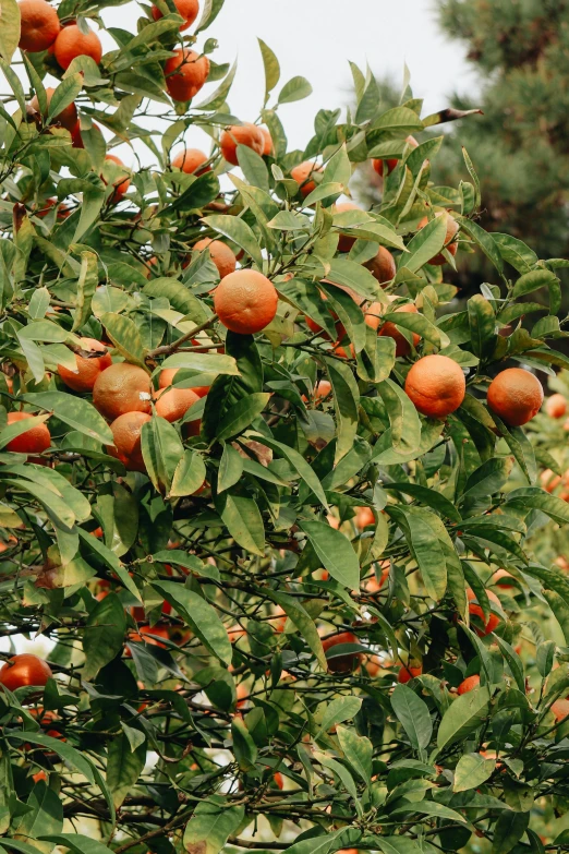 an orange tree filled with lots of ripe oranges, pexels, baroque, greens), laos, zoomed out shot, long