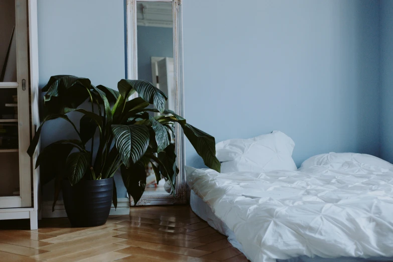 a white bed sitting on top of a hard wood floor, inspired by Elsa Bleda, unsplash, large potted plant, blue room, low quality photo, background image