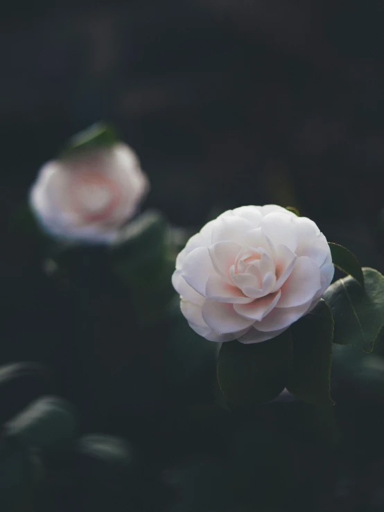 a couple of pink flowers sitting on top of a lush green field, inspired by Elsa Bleda, trending on unsplash, white roses, night photo, porcelain skin ”, on a dark background