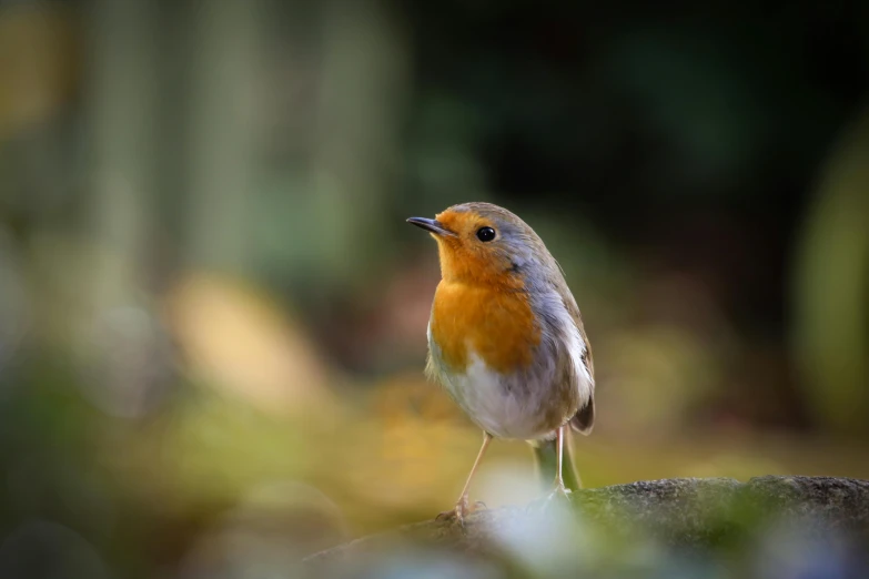 a small orange and white bird standing on a rock, a portrait, pexels contest winner, renaissance, robin, woodlands, hunting, sitting on a leaf