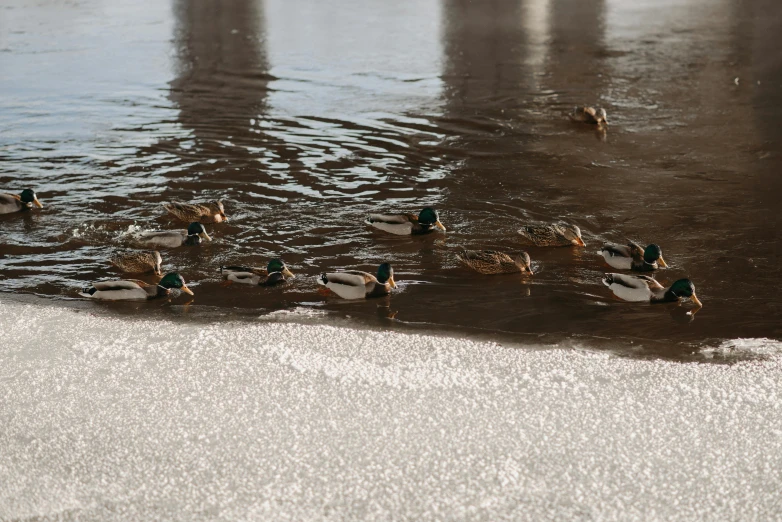 a group of ducks swimming in a body of water, unsplash, photorealism, unreal engine 5 render 16k, on the sand, pbr render, frozen lake