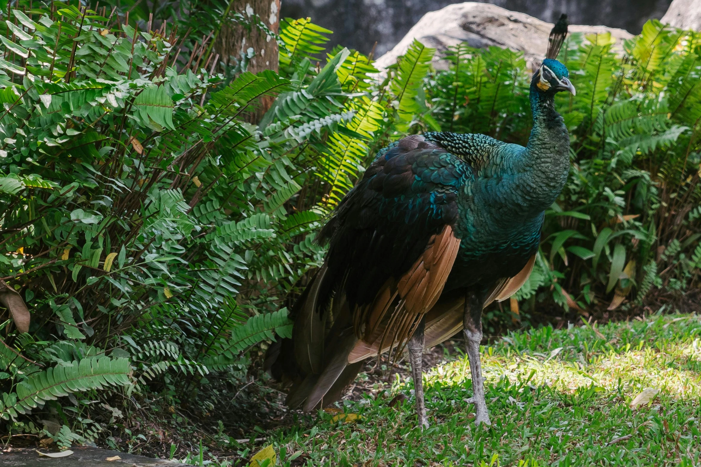 a peacock standing on top of a lush green field, pexels contest winner, sumatraism, sheltering under a leaf, sydney park, birds are all over the ground, exterior botanical garden