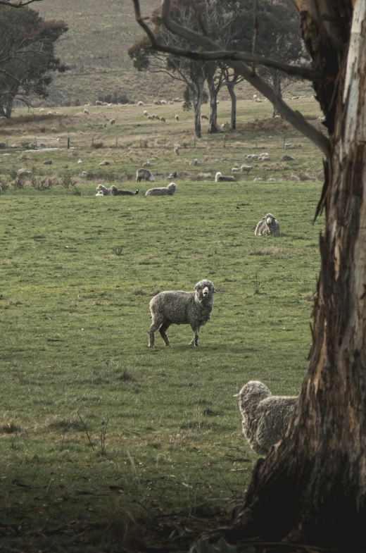 a herd of sheep standing on top of a lush green field, eucalyptus trees, in a dried out field, zoomed in, photo”