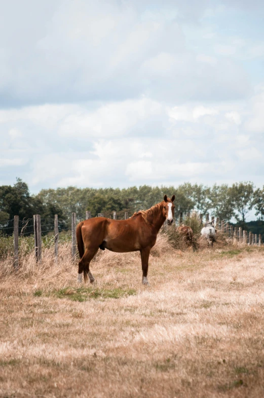 a brown horse standing on top of a dry grass field, by Jan Tengnagel, trending on unsplash, renaissance, new zealand landscape, high-quality photo, multiple stories, near farm