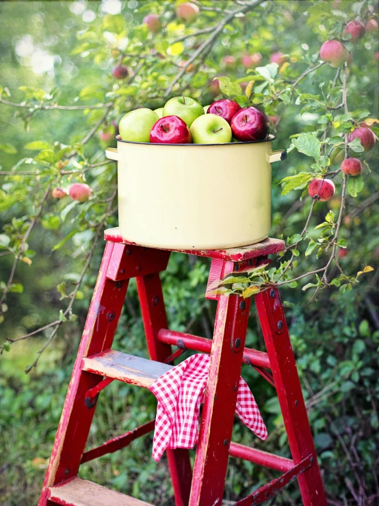 a red ladder with a pot of apples on top of it, by Julia Pishtar, shutterstock contest winner, vintage inspired, no cropping, al fresco, various posed