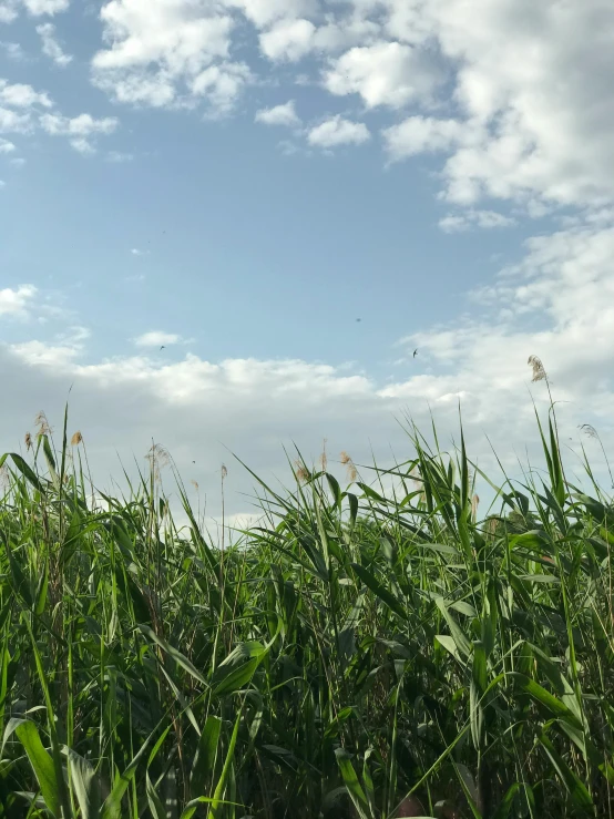 a field of tall grass with a blue sky in the background, unsplash, land art, tall corn in the foreground, low quality photo, multiple stories, # nofilter