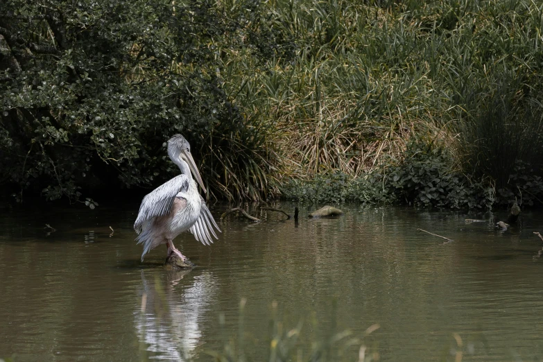 a large bird standing in a body of water, sydney park, 2022 photograph, albino, fan favorite