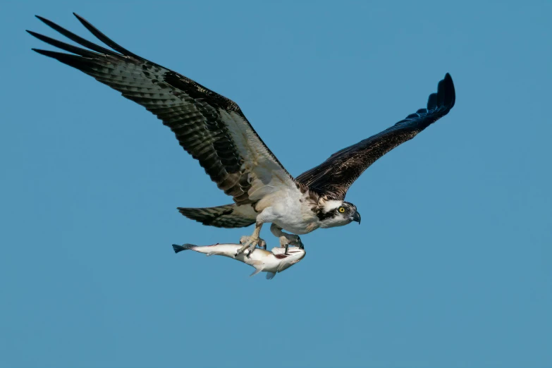 a large bird with a fish in it's talon, pexels contest winner, blue sky, grey, slide show, highly focused
