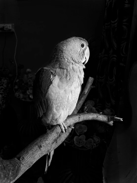 a black and white photo of a parrot perched on a branch, a black and white photo, inspired by Yousuf Karsh, baroque, !! looking at the camera!!, night time photograph, nika maisuradze, fluffy''