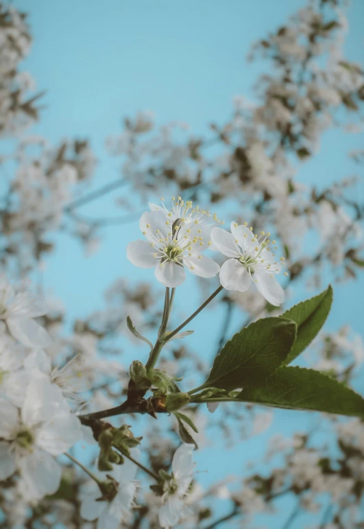 a tree with white flowers against a blue sky, trending on unsplash, medium format, profile image, mint, may)