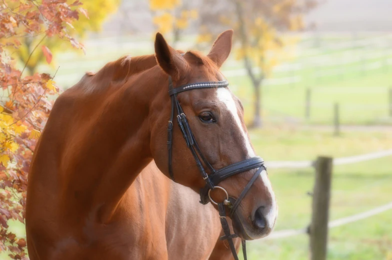 a brown horse standing next to a wooden fence, shiny and sparkling, profile image, saddle up, award-winning style