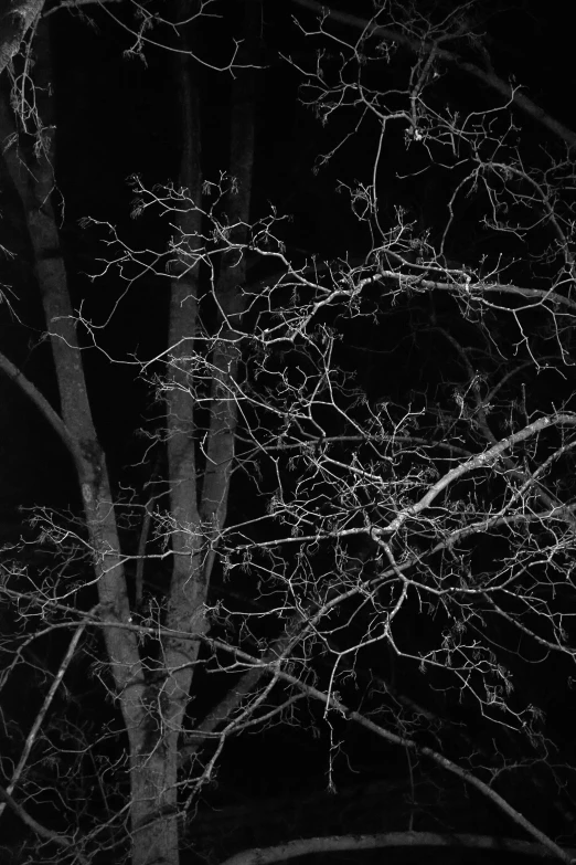 a black and white photo of a tree at night, inspired by Kati Horna, ( ( photograph ) ), 2010s, archival pigment print, tendrils