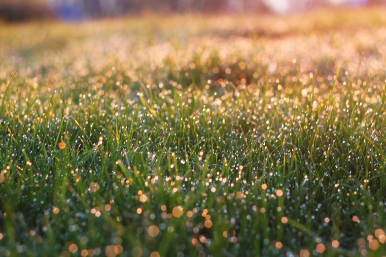 a field of grass with water droplets on it, sparkling in the sunlight, fairy dust in the air, warm glow coming the ground, lawn