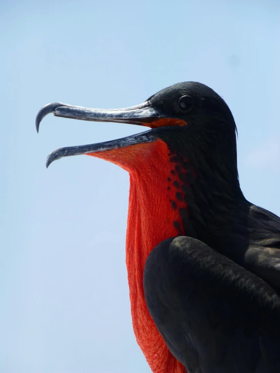 a close up of a bird with a long beak, an album cover, by Greg Rutkowski, pexels contest winner, hurufiyya, black-crimson color scheme, shouting, 3/4 view from below, horn