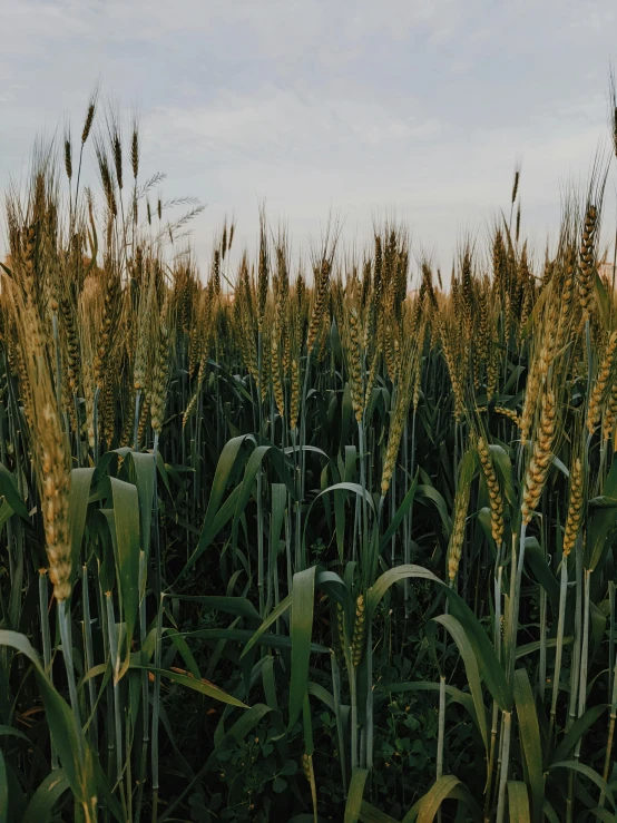 a field of wheat with the sky in the background, by Adam Marczyński, trending on unsplash, low quality footage, corn, well built, tall plants