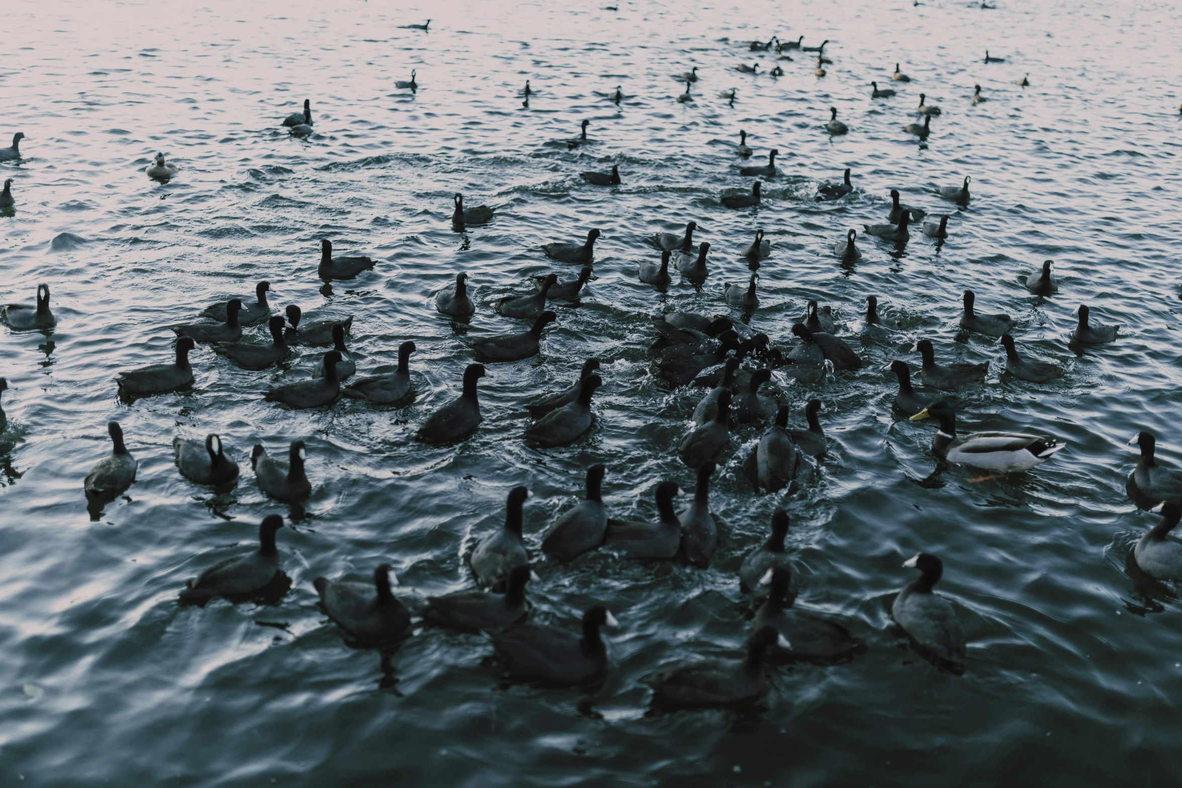 a flock of ducks floating on top of a body of water, an album cover, pexels contest winner, hurufiyya, trending on vsco, crowds, thumbnail, black
