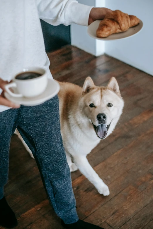 a dog standing next to a person holding a plate of food, trending on unsplash, modernism, coffee cup, shibu inu, all overly excited, on a wooden desk