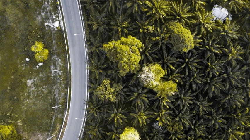 an aerial view of a road surrounded by palm trees, by Peter Churcher, unsplash contest winner, photorealism, tree ferns, thumbnail, flowers, helicopter view