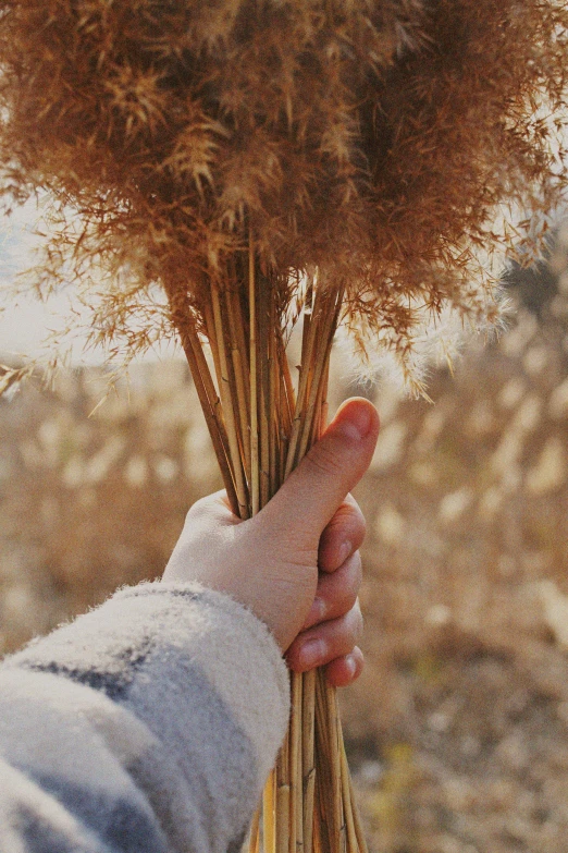 a person holding a bunch of dried grass, unsplash, land art, 🍁 cute, a still of an ethereal, fluffy, switch