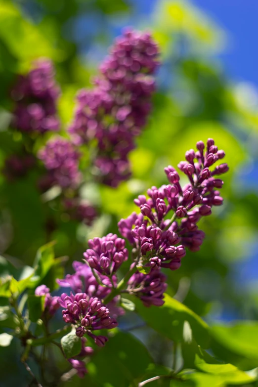 a bunch of purple flowers sitting on top of a tree, in the sun, buds, over-the-shoulder shot, exterior