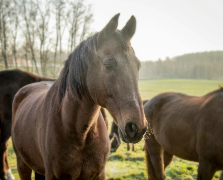 a herd of horses standing on top of a lush green field, pexels contest winner, renaissance, looking to his side, aged 2 5, sunny light, bronze poli