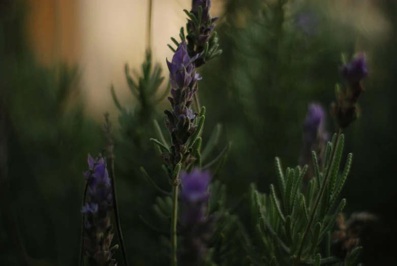 a close up of a plant with purple flowers, unsplash, evening ambience, mediumslateblue flowers, shot on sony a 7, grey