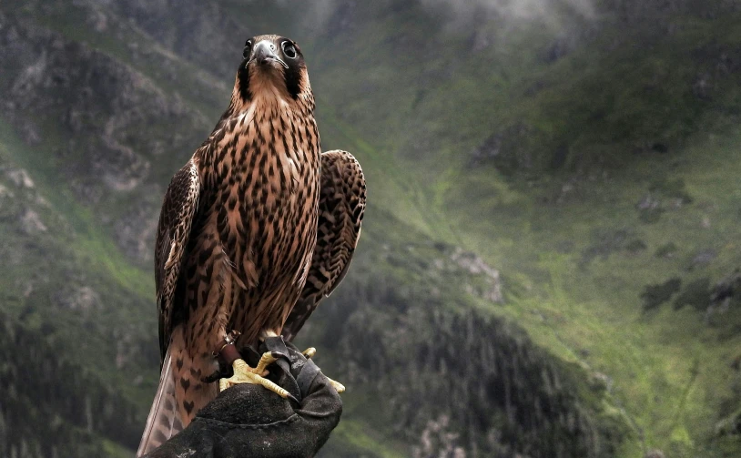 a close up of a bird of prey on a glove, pexels contest winner, hurufiyya, standing on a mountain top, merlin, award winning cinematic, 🦩🪐🐞👩🏻🦳