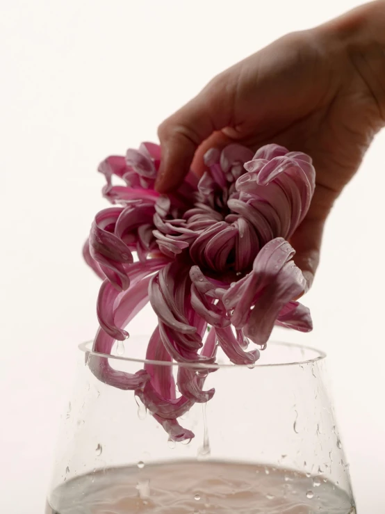 a person holding a flower in a glass of water, inspired by Lynda Benglis, process art, wet shredded red meat, onion, detailed product shot, magenta