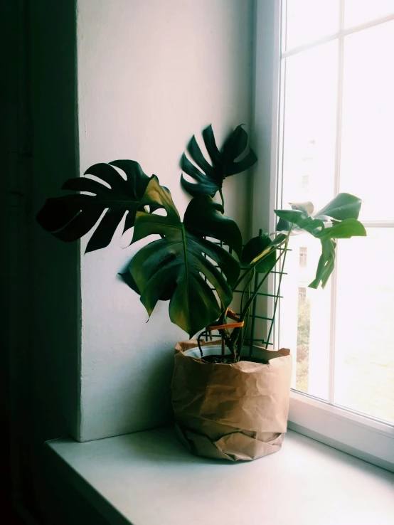 a potted plant sitting on a window sill, a still life, unsplash, brown paper, monstera deliciosa, captured on iphone, no cropping