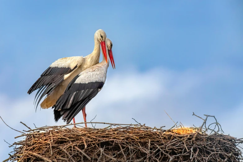 a white stork standing on top of a nest, pexels contest winner, male and female, janusz jurek, 15081959 21121991 01012000 4k