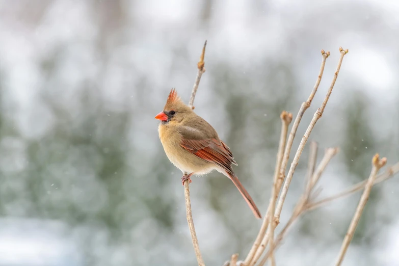 a small bird sitting on top of a tree branch, by Jim Nelson, pexels contest winner, winter princess, red and orange colored, portrait of small, queen of winter