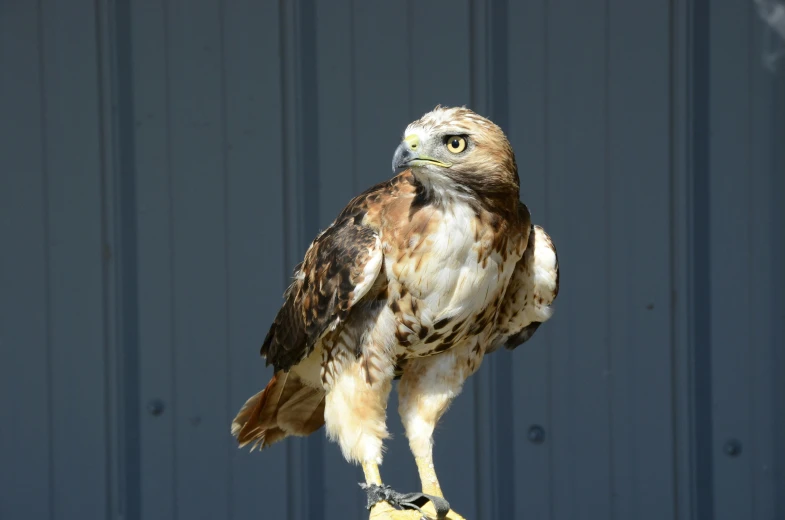 a close up of a bird of prey on a person's hand, a portrait, by Gwen Barnard, pexels contest winner, hurufiyya, on a pedestal, confident stance, male emaciated, young female